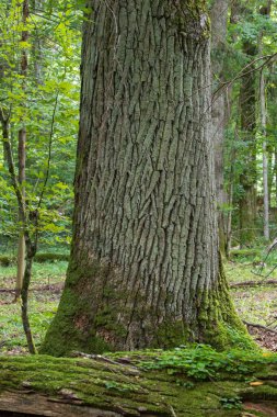 Yosun sarılı İngiliz meşe ağacı Bialowieza Ormanı, Polonya ve Avrupa 'da bir tane daha var.