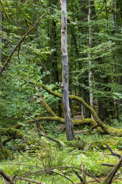Kırık ağaçlar, Bialowieza Ormanı, Polonya, Avrupa