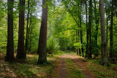 Sonbaharda yaprak döken ağaçların önünde eski İngiliz meşesi ve çam ağaçları dar yolda duruyor, Bialowieza Ormanı, Polonya, Avrupa