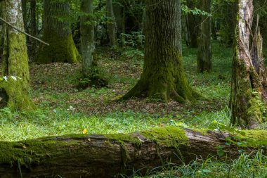 Yosun ambalajlı meşe ağaçları suda, Bialowieza Ormanı, Polonya, Avrupa