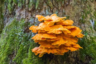 Eski dev Kükürt Raf mantarları closeup, Bialowieza orman, polonya, Avrupa