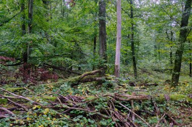 Yaz mevsimi yaprak döken orman, kırık ölü ağaç, Bialowieza Ormanı, Polonya, Avrupa