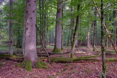 Sonbaharda boynuz kirişleri ve ladin ile enkaz tezgahı, Bialowieza Ormanı, Polonya, Avrupa