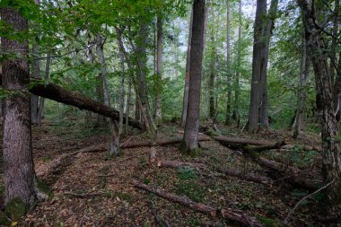 Yaprak döken sonbahar ağaç standında arka planda yaşlı alder ağaçları, Bialowieza Ormanı, Polonya, Avrupa