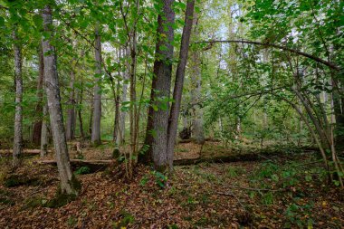Yaprak döken sonbahar ağaç standında arka planda yaşlı alder ağaçları, Bialowieza Ormanı, Polonya, Avrupa