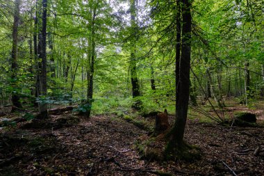İlkbaharda kırılan meşe ağacı boynuz ve küllerle dolu doğal yaprak döken orman, Bialowieza Ormanı, Polonya, Avrupa