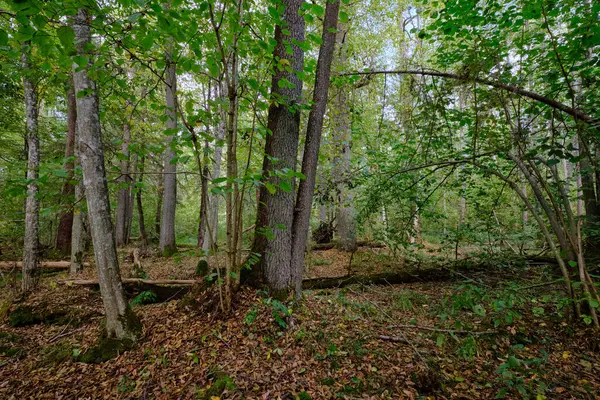 Yaprak döken sonbahar ağaç standında arka planda yaşlı alder ağaçları, Bialowieza Ormanı, Polonya, Avrupa
