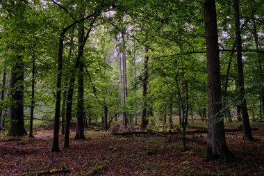 Bialowieza Ormanı, Polonya ve Avrupa 'da sonbahar aylarında yaprakları dökülen ağaçlar.