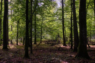 Bialowieza Ormanı, Polonya ve Avrupa 'da sonbahar aylarında yaprakları dökülen ağaçlar.