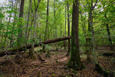 Yaprak döken sonbahar ağaç standında arka planda yaşlı alder ağaçları, Bialowieza Ormanı, Polonya, Avrupa