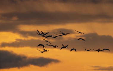 Gün batımı bulutlu gökyüzüne, Podlaskie Voyvodeship, Polonya ve Avrupa 'ya karşı uçuşta ortak Crane (Grus grus)