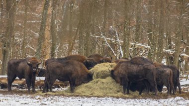 European bison(Bison bonasus) herd next to feeder, Bialowieza Forest, Poland, Europe clipart