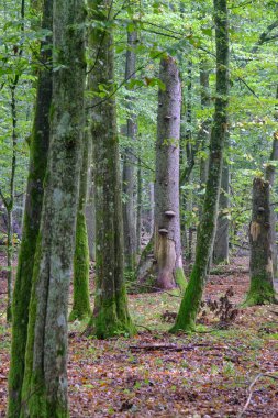 Yaz mevsimi yaprak döken orman, kırık ölü ağaç, Bialowieza Ormanı, Polonya, Avrupa