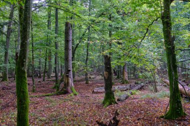 Yaz mevsimi yaprak döken orman, kırık ölü ağaç, Bialowieza Ormanı, Polonya, Avrupa