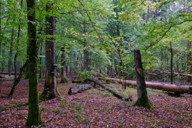 Yaz mevsimi yaprak döken orman, kırık ölü ağaç, Bialowieza Ormanı, Polonya, Avrupa