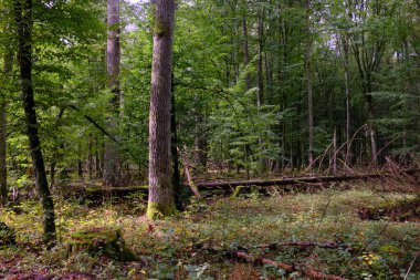 Yaz mevsimi yaprak döken orman, kırık ölü ağaç, Bialowieza Ormanı, Polonya, Avrupa