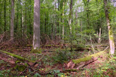 Yaz mevsimi yaprak döken orman, kırık ölü ağaç, Bialowieza Ormanı, Polonya, Avrupa