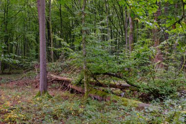Yaz mevsimi yaprak döken orman, kırık ölü ağaç, Bialowieza Ormanı, Polonya, Avrupa