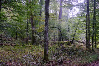 Yaz mevsimi yaprak döken orman, kırık ölü ağaç, Bialowieza Ormanı, Polonya, Avrupa