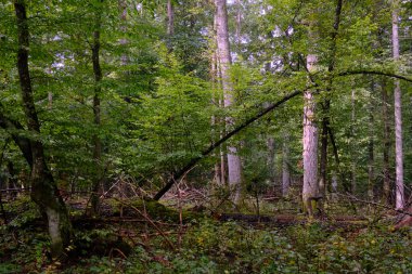 Yaz mevsimi yaprak döken orman, kırık ölü ağaç, Bialowieza Ormanı, Polonya, Avrupa