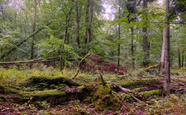 Summertime deciduous forest with broken dead tree,Bialowieza Forest,Poland,Europe clipart