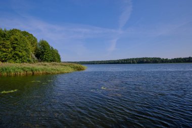 Yazın Goldap Gölü, kamış ve mavi gökyüzü, Polonya, Avrupa