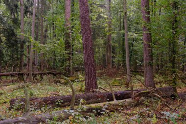 Sonbaharda korna direkleri ve yaşlı çam ağaçları, Bialowieza Ormanı, Polonya, Avrupa