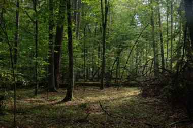 Sonbaharda korna direkleri ve yaşlı çam ağaçları, Bialowieza Ormanı, Polonya, Avrupa