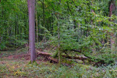 Yaz mevsimi yaprak döken orman, kırık ölü ağaç, Bialowieza Ormanı, Polonya, Avrupa