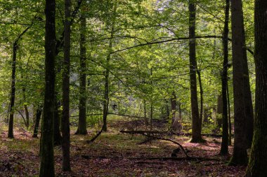 Yaz mevsimi yaprak döken orman, kırık ölü ağaç, Bialowieza Ormanı, Polonya, Avrupa