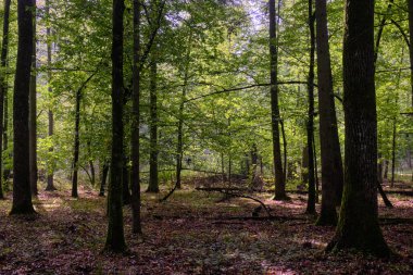 Yaz mevsimi yaprak döken orman, kırık ölü ağaç, Bialowieza Ormanı, Polonya, Avrupa