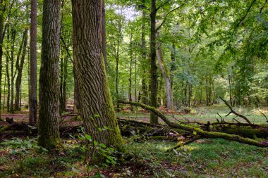 Yaz mevsimi yaprak döken orman, kırık ölü ağaç, Bialowieza Ormanı, Polonya, Avrupa