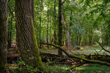 Yaz mevsimi yaprak döken orman, kırık ölü ağaç, Bialowieza Ormanı, Polonya, Avrupa