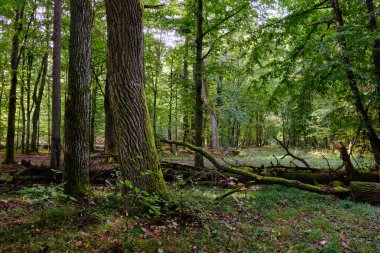 Yaz mevsimi yaprak döken orman, kırık ölü ağaç, Bialowieza Ormanı, Polonya, Avrupa