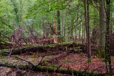 Yaz mevsimi yaprak döken orman, kırık ölü ağaç, Bialowieza Ormanı, Polonya, Avrupa
