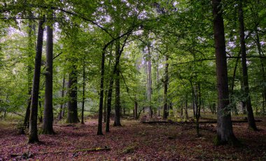 Yaz mevsimi yaprak döken orman, kırık ölü ağaç, Bialowieza Ormanı, Polonya, Avrupa