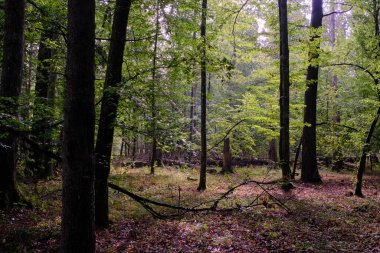 Yaz mevsimi yaprak döken orman, kırık ölü ağaç, Bialowieza Ormanı, Polonya, Avrupa