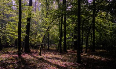 Yaz mevsimi yaprak döken orman, kırık ölü ağaç, Bialowieza Ormanı, Polonya, Avrupa