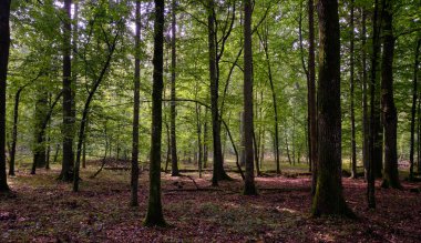 Yaz mevsimi yaprak döken orman, kırık ölü ağaç, Bialowieza Ormanı, Polonya, Avrupa