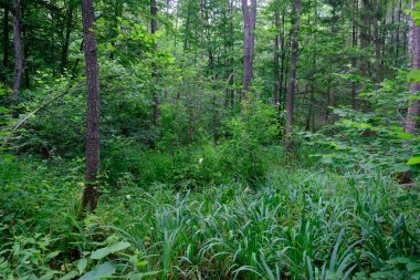 Bahar mevsimi bereketli yaprak döken ormanları, eski yaprak ağaçlarıyla, Bialowieza Ormanı, Polonya, Avrupa