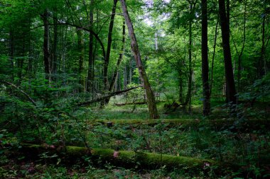 Yosun, kırık fasulyenin bir kısmını gençlerin önünde sarmış, Bialowieza Ormanı, Polonya, Avrupa