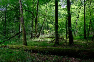 Yosun, kırık fasulyenin bir kısmını gençlerin önünde sarmış, Bialowieza Ormanı, Polonya, Avrupa