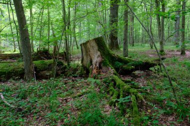 Yosun, kırık fasulyenin bir kısmını gençlerin önünde sarmış, Bialowieza Ormanı, Polonya, Avrupa