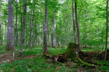Yosun, kırık fasulyenin bir kısmını gençlerin önünde sarmış, Bialowieza Ormanı, Polonya, Avrupa