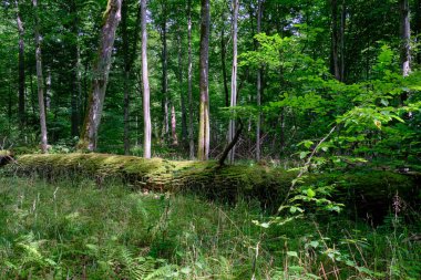 Yosun, kırık fasulyenin bir kısmını gençlerin önünde sarmış, Bialowieza Ormanı, Polonya, Avrupa