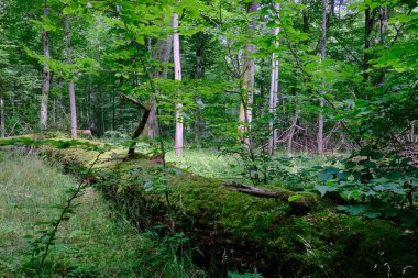 Yosun, kırık fasulyenin bir kısmını gençlerin önünde sarmış, Bialowieza Ormanı, Polonya, Avrupa