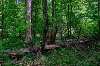 Yosun, kırık fasulyenin bir kısmını gençlerin önünde sarmış, Bialowieza Ormanı, Polonya, Avrupa
