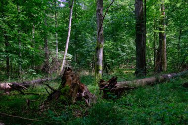 Yosun, kırık fasulyenin bir kısmını gençlerin önünde sarmış, Bialowieza Ormanı, Polonya, Avrupa