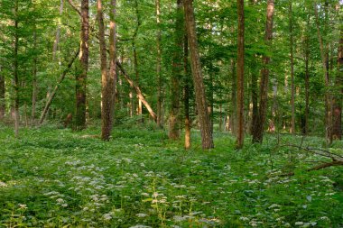 Bahar sabahı boynuz demeti ağaçlarıyla dolu zengin yaprak döken orman, Bialowieza Ormanı, Polonya, Avrupa