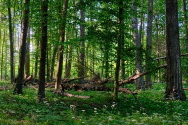 Bahar sabahı boynuz demeti ağaçlarıyla dolu zengin yaprak döken orman, Bialowieza Ormanı, Polonya, Avrupa
